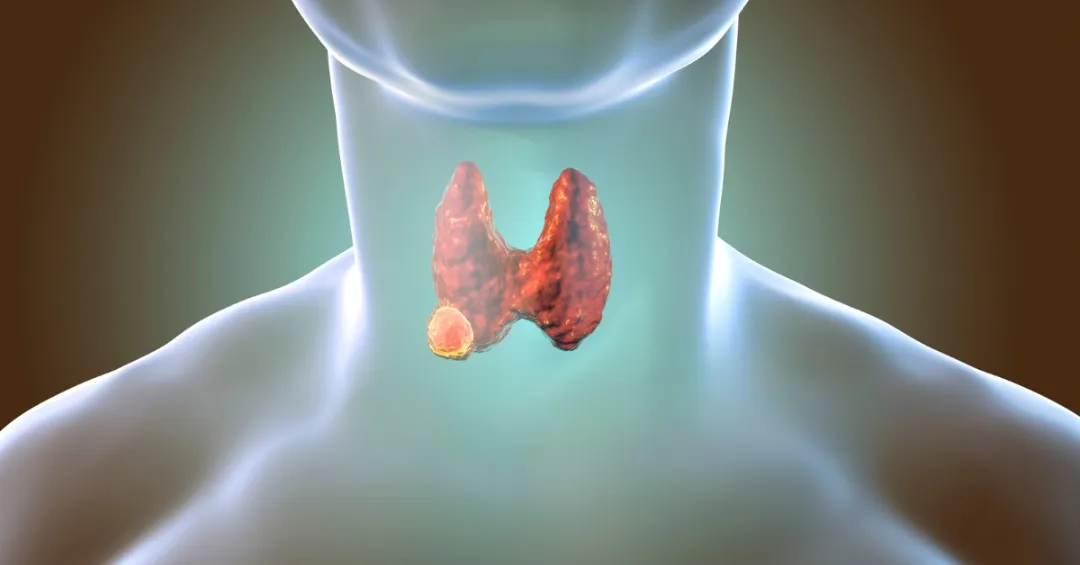Endocrinologia